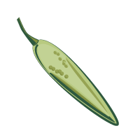 Jalapeno